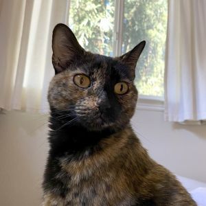 Waverly Domestic Short Hair Cat