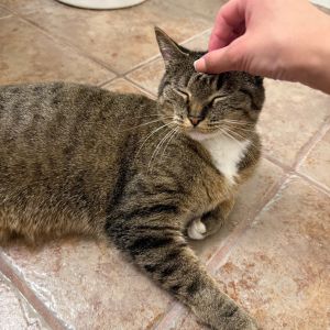 Blossom Domestic Short Hair Cat