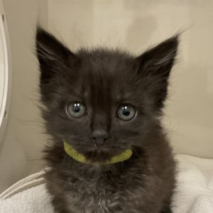Remus Domestic Short Hair Cat