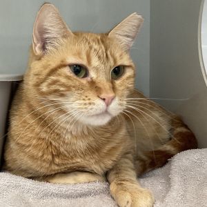Meet Flareon an orange tabby with a heart as warm as her fiery fur This talkat
