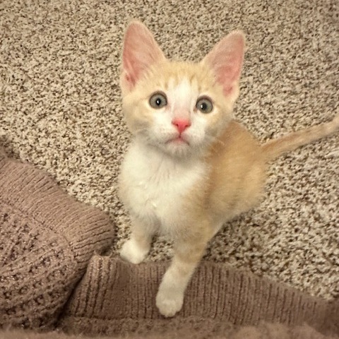 Peanut