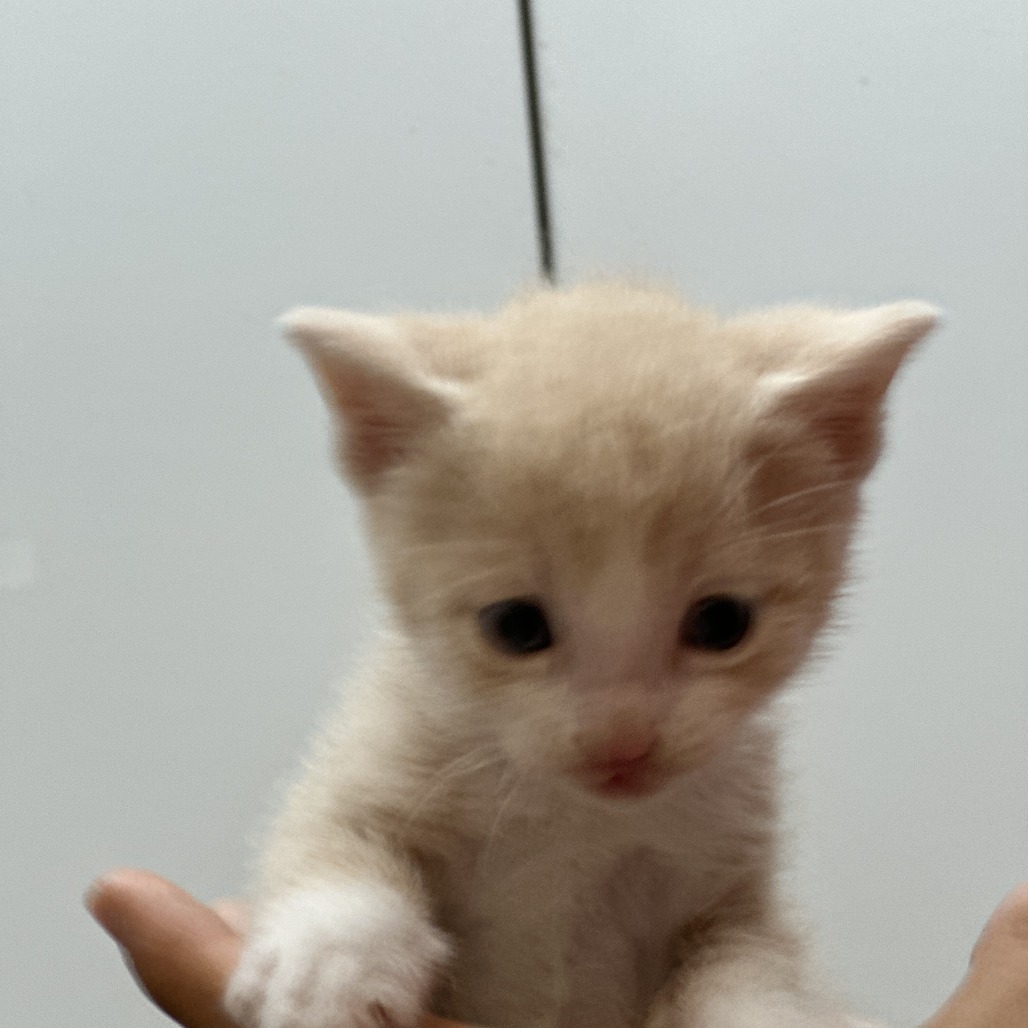 Peanut