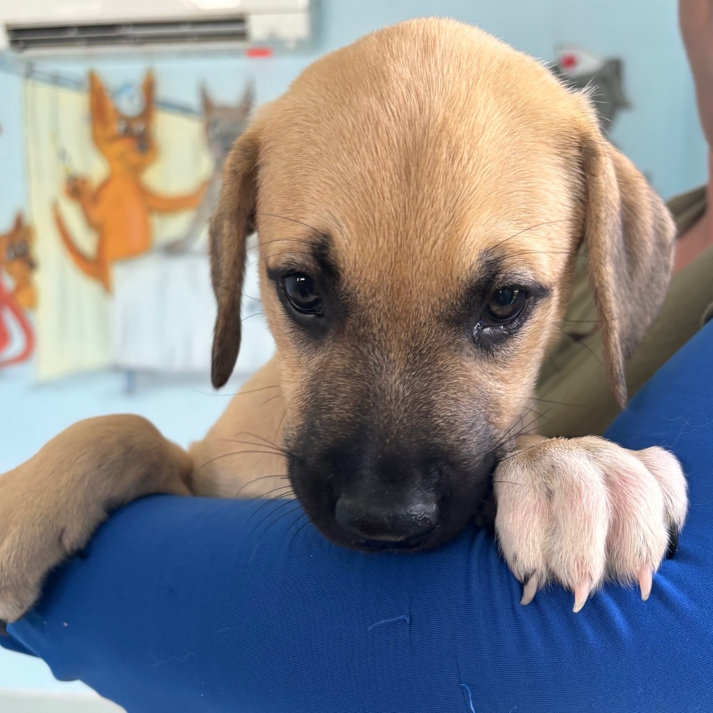Pup 1 aka Sadie