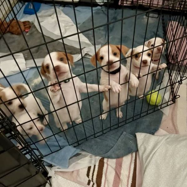 Pet Image