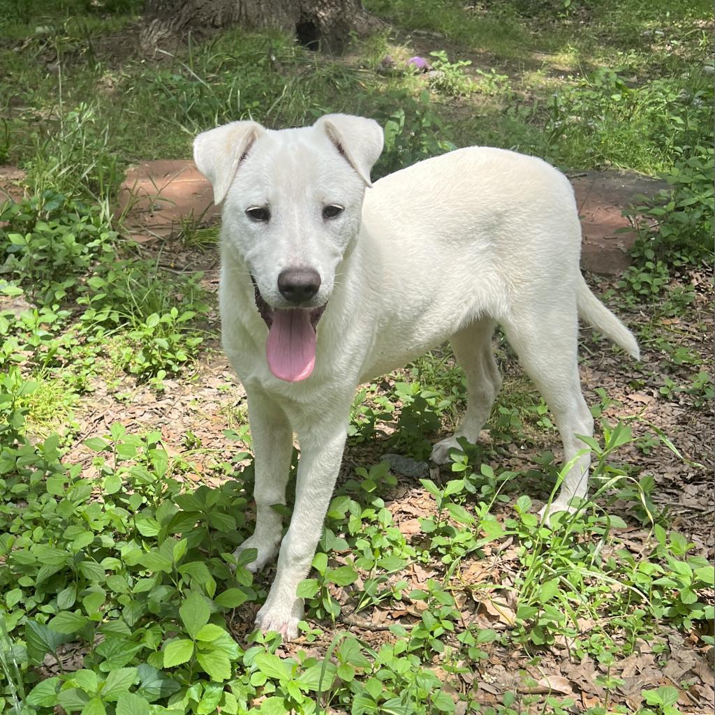 Polar, an adoptable Labrador Retriever, Great Pyrenees in Wadena, MN, 56482 | Photo Image 1
