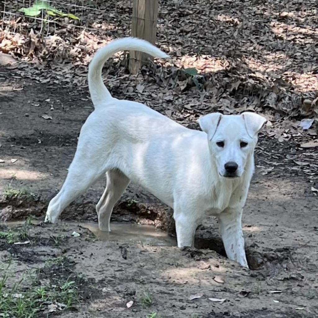 Polar, an adoptable Labrador Retriever, Great Pyrenees in Wadena, MN, 56482 | Photo Image 2