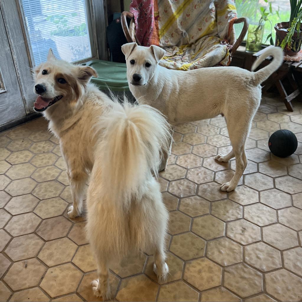 Polar, an adoptable Labrador Retriever, Great Pyrenees in Wadena, MN, 56482 | Photo Image 3