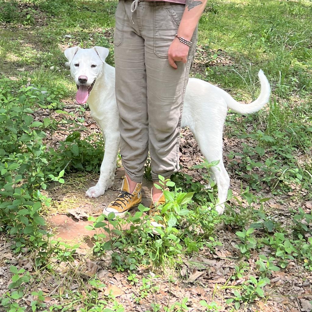 Polar, an adoptable Labrador Retriever, Great Pyrenees in Wadena, MN, 56482 | Photo Image 4