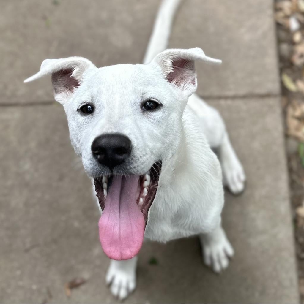 Polar, an adoptable Labrador Retriever, Great Pyrenees in Wadena, MN, 56482 | Photo Image 5