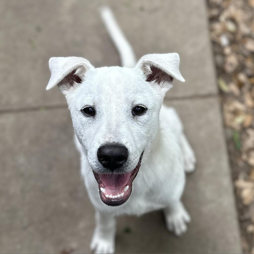 Polar, an adoptable Labrador Retriever, Great Pyrenees in Wadena, MN, 56482 | Photo Image 6