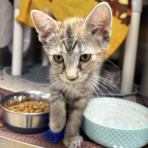 Turkey, Baby Female Domestic Short Hair