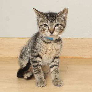 Yosemite C65554, Baby Male Domestic Medium Hair