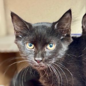 Morocco Domestic Short Hair Cat