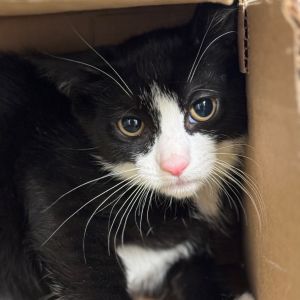 Zimbabwe Domestic Short Hair Cat