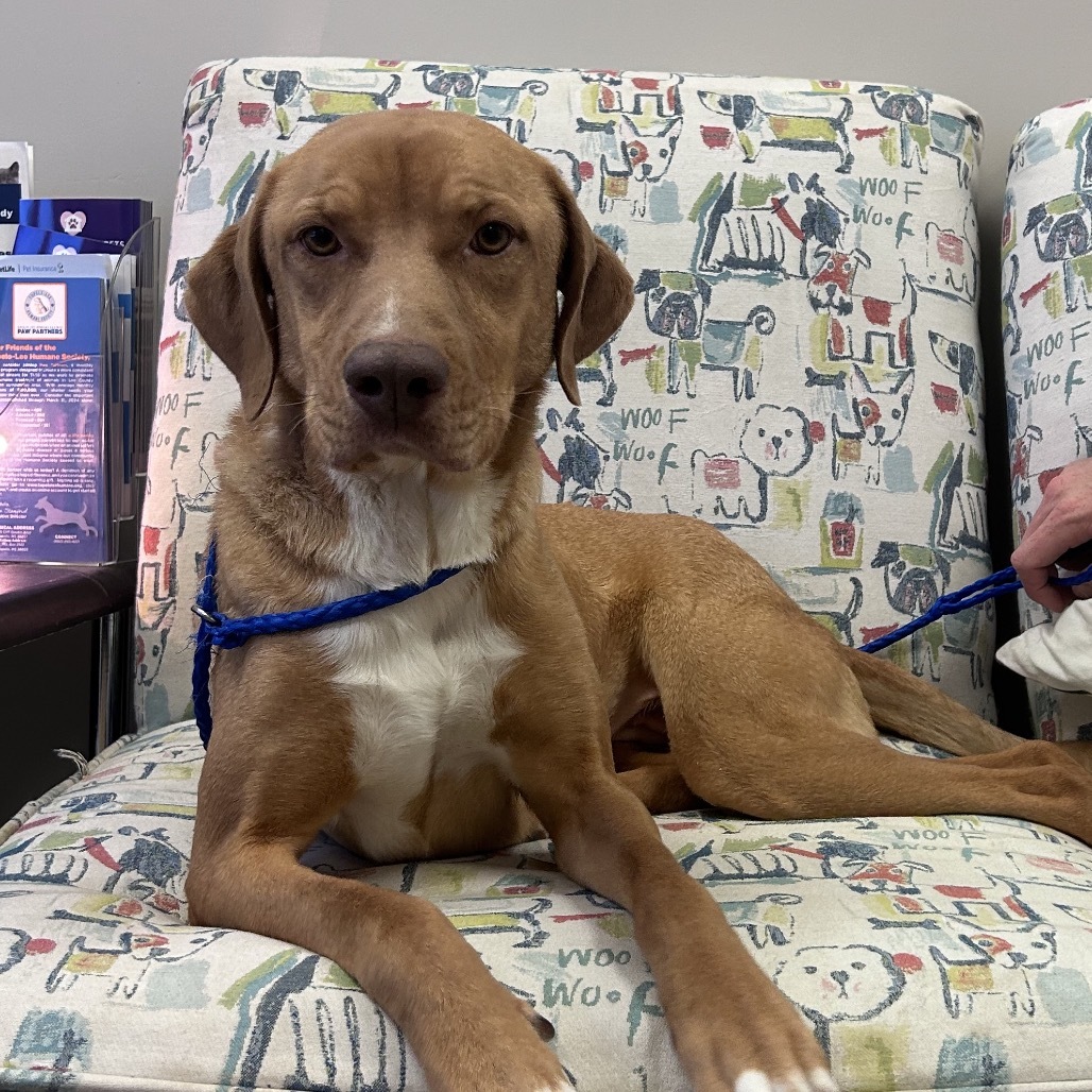 Annabelle - 070803T-3