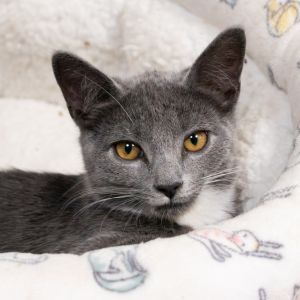 Lola, Baby Female Domestic Short Hair