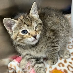 Eudora, Baby Female Domestic Short Hair