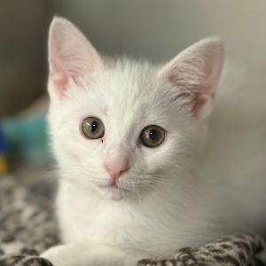 Iris, Baby Female American Shorthair