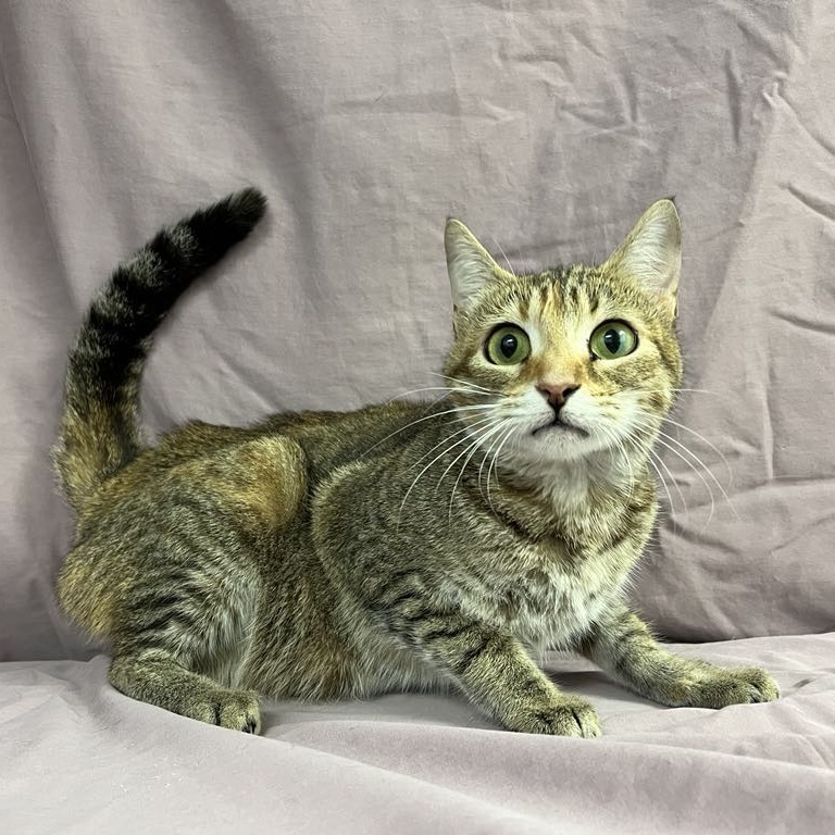 SVAS-Stray-37298