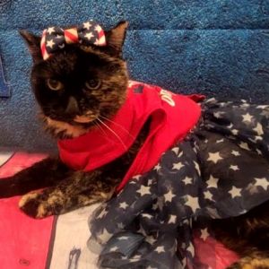 Frappe, Senior Female Domestic Long Hair