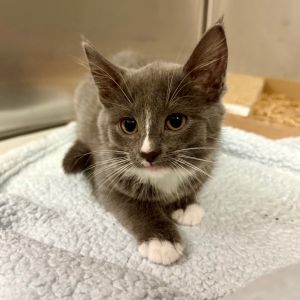 Jessie, Baby Female Domestic Medium Hair