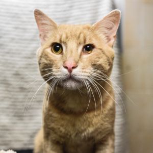 Finn, Adult Male unknown