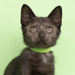 Ice Cream, Baby Male Domestic Short Hair