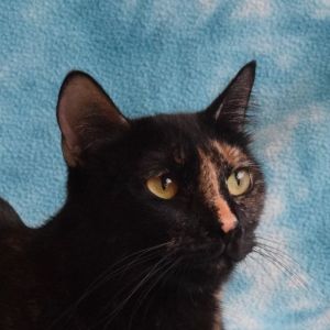 Maui Wowie, Adult Female Domestic Short Hair
