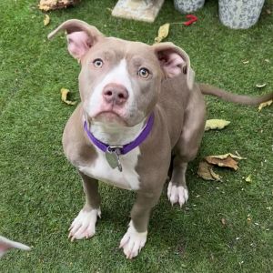 Jammies Pit Bull Terrier Dog