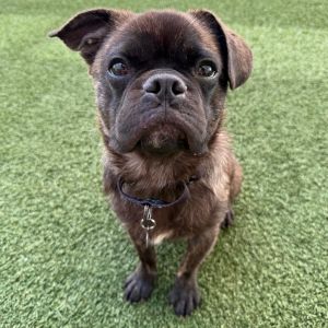 Pugaboo Pug Dog