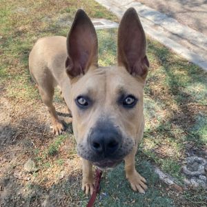 Dorothy Pit Bull Terrier Dog