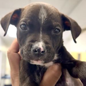 Snoopy Pit Bull Terrier Dog