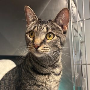 Babs, Young Female Domestic Short Hair