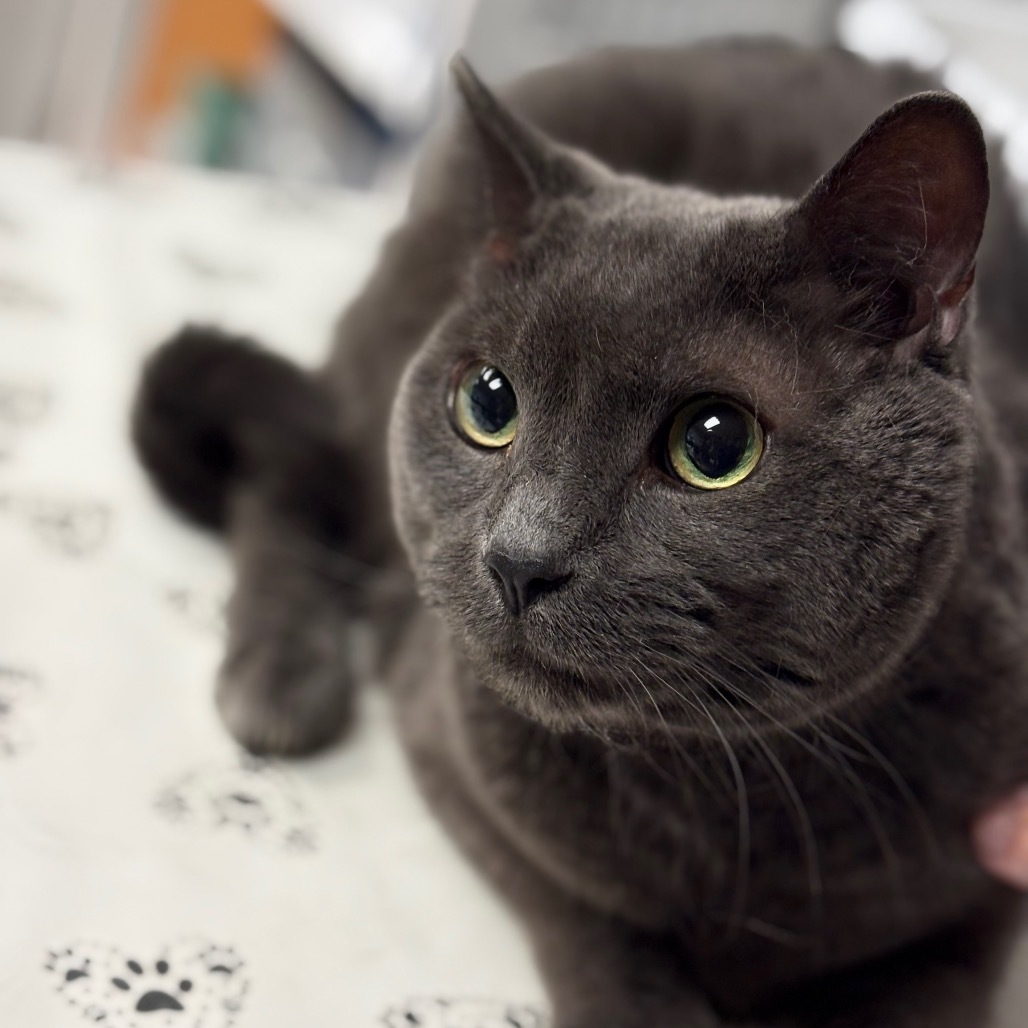 Oliver - IN FOSTER