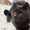 Oliver - IN FOSTER photo 2