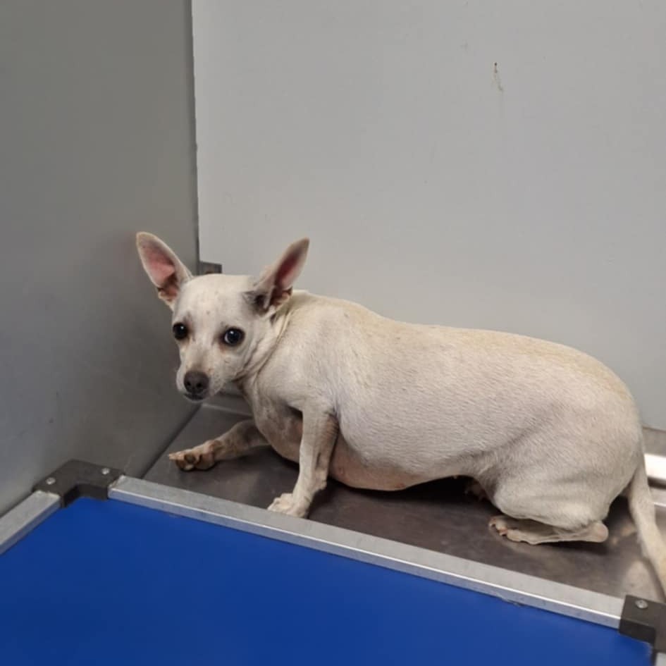 Bluebird, an adoptable Chihuahua in Garden City, KS, 67846 | Photo Image 1
