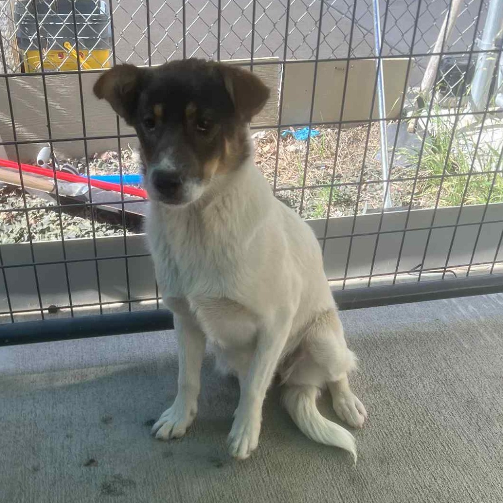 Aryana, an adoptable Border Collie in Garden City, KS, 67846 | Photo Image 1