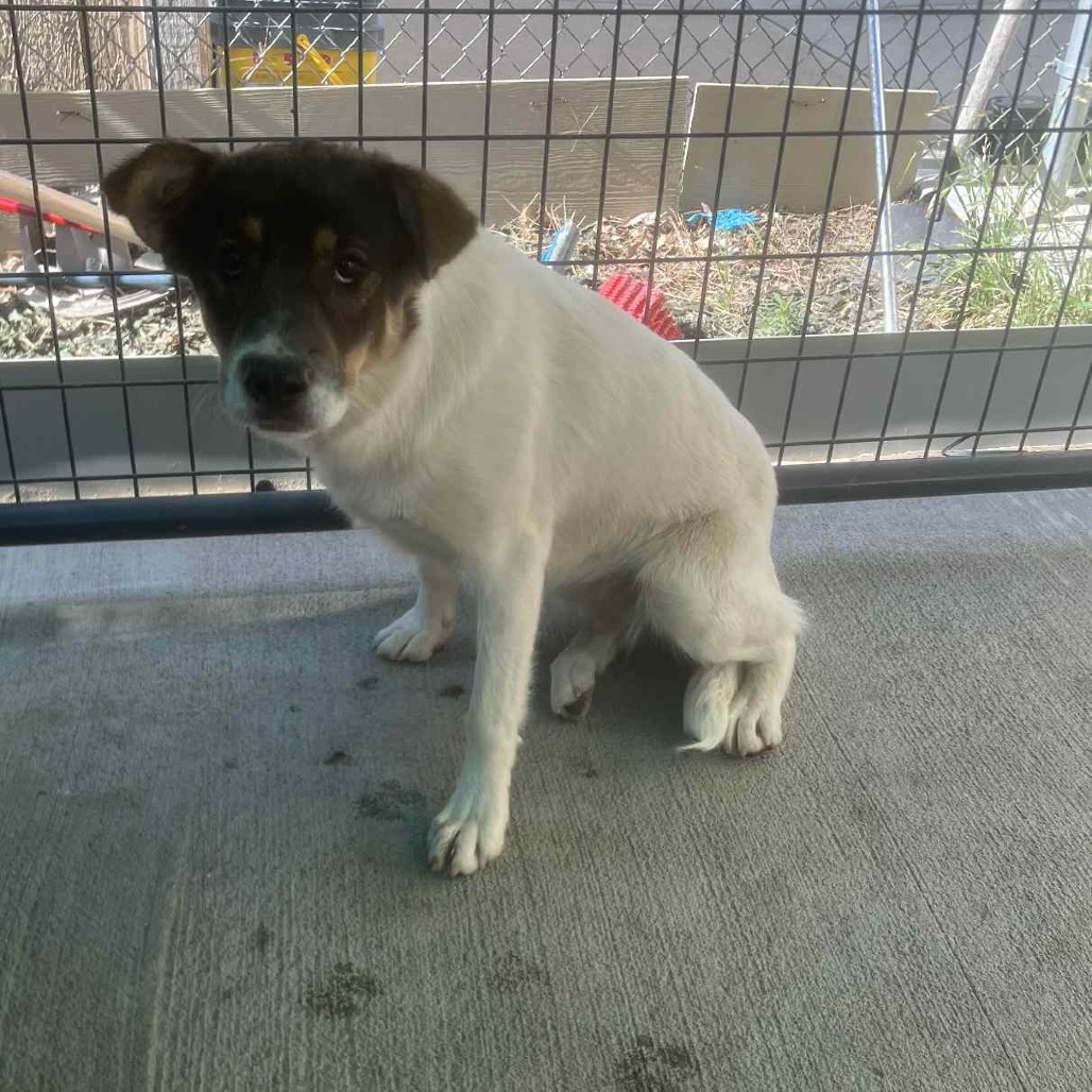Aryana, an adoptable Border Collie in Garden City, KS, 67846 | Photo Image 2