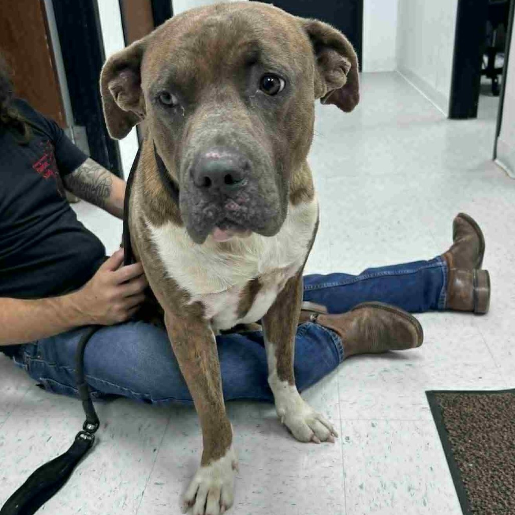 Django, an adoptable Bullmastiff in Garden City, KS, 67846 | Photo Image 1