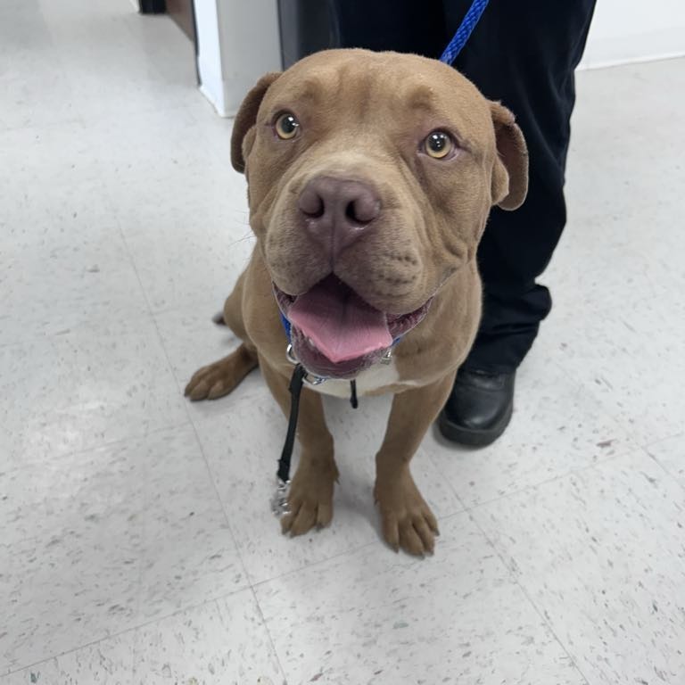 Trinity, an adoptable Pit Bull Terrier, Bullmastiff in Garden City, KS, 67846 | Photo Image 1