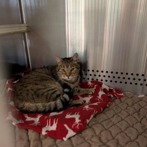 Chili, Adult Male Domestic Short Hair