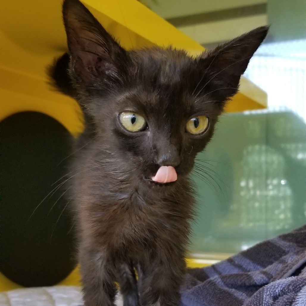 Archer, an adoptable Domestic Short Hair in Abilene, TX, 79602 | Photo Image 1