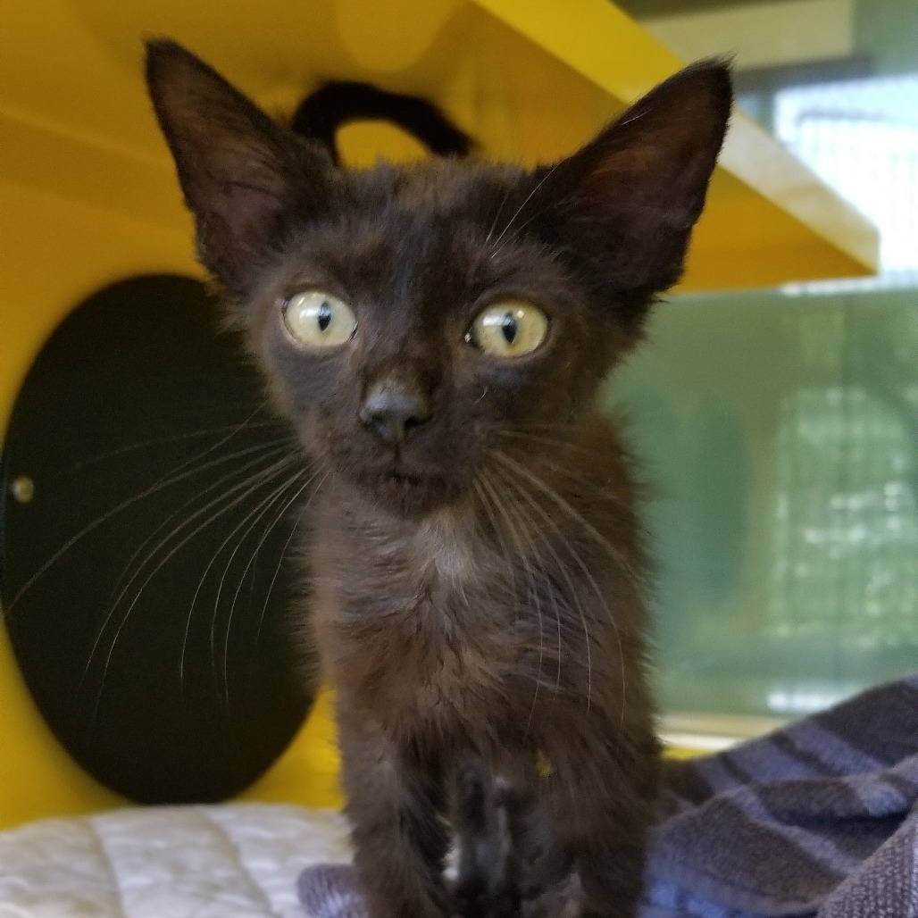 Archer, an adoptable Domestic Short Hair in Abilene, TX, 79602 | Photo Image 2