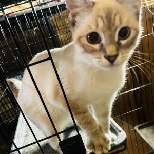 Dahlia BD, Baby Female Domestic Short Hair