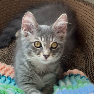 Ares, Baby Male Domestic Long Hair