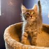Ares photo 2
