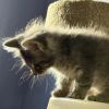 Ares photo 3