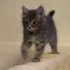 Ares photo 5