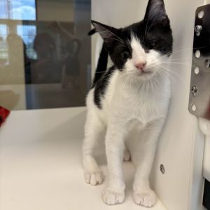 Cookie Domestic Short Hair Cat