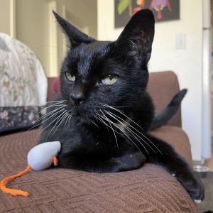 Artie, Senior Male unknown